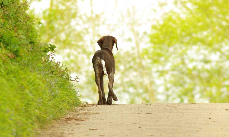 BVA response to stray dogs study Image