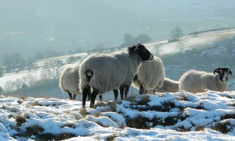 Agriculture after Brexit  Listing Image