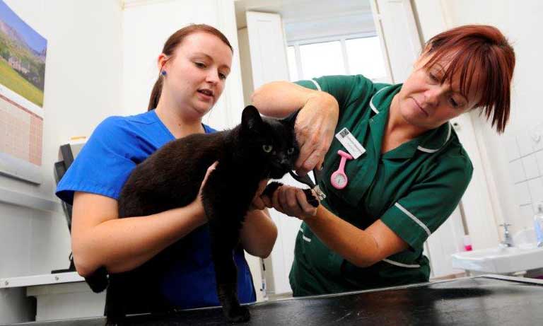 BVA welcomes new vet school options review in Northern Ireland Image