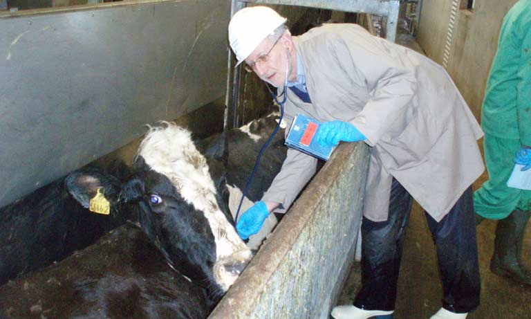 Vets question animal welfare safeguards in light of Australia trade deal  Image