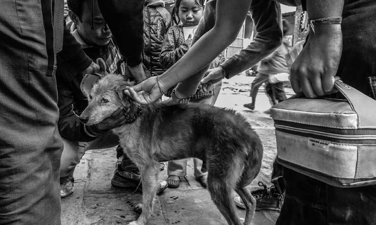 Misty landscape and Nepalese street scene take top spots in BVA Veterinary Photographer of the Year competition Image