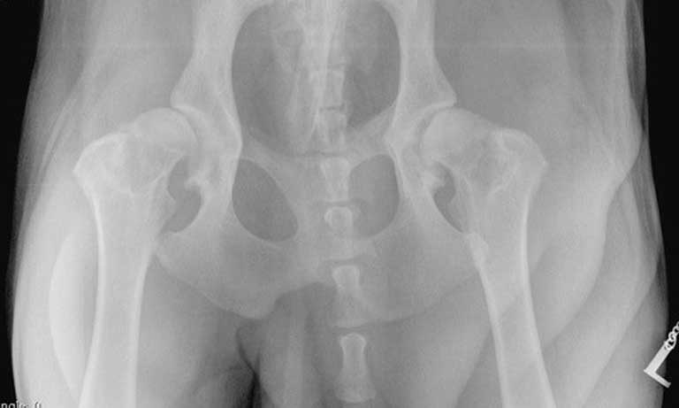 German Shepherd Hip Score Chart