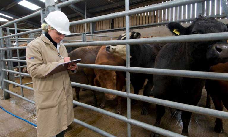 Vets welcome Government consultation on the welfare of livestock at transport Image