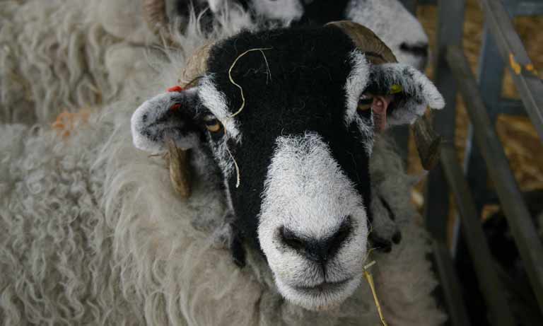 Cases of Bluetongue (BTV-3) identified in England Image