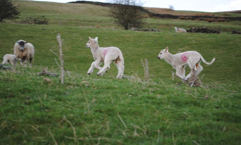 British Veterinary Association welcomes new Sustainable Farming Scheme in Wales Image