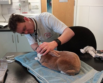 #ItTakesTwo: Top tips for healthy, happy rabbits Listing Image