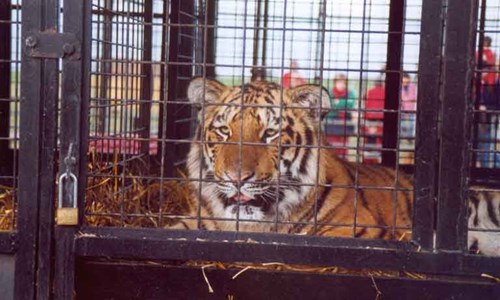 Tiger in cage