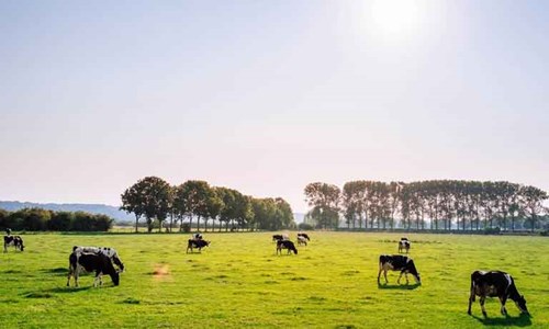 cows in field