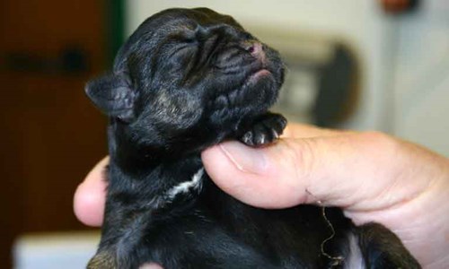 Puppy in vets hand