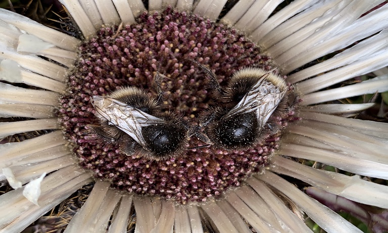 Bees betrayed: The authorisation of a banned neonicotinoid threatens vital pollinators Image