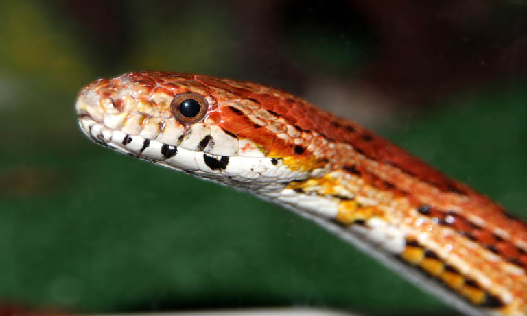 Tipping the scales: Pet snakes pile on the pounds due to diet and lack of space, say vets Image