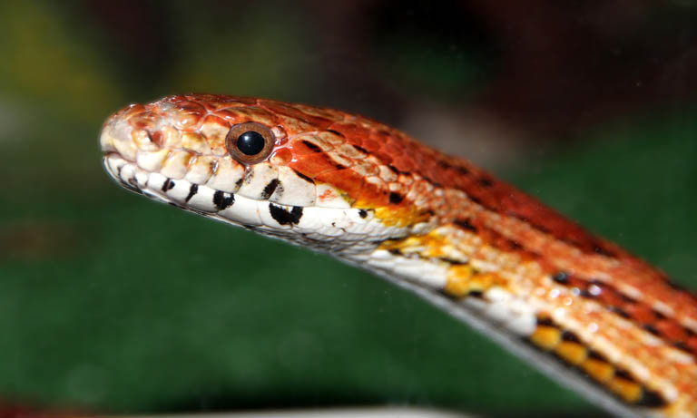 BVA puts the welfare needs of reptiles in the spotlight  Image