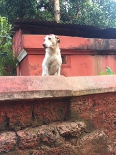 Dog in Goa