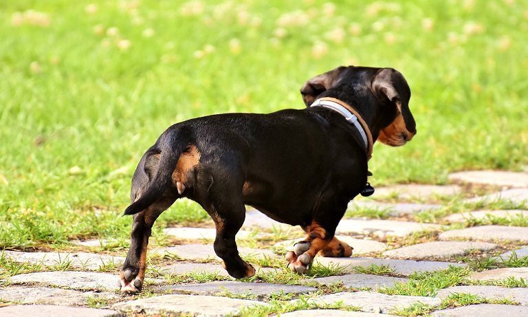 Worried vets lay out the long and low of dachshund health issues following Crufts win  Image