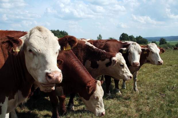 New law bans live export of cattle, sheep, goats and pigs Image