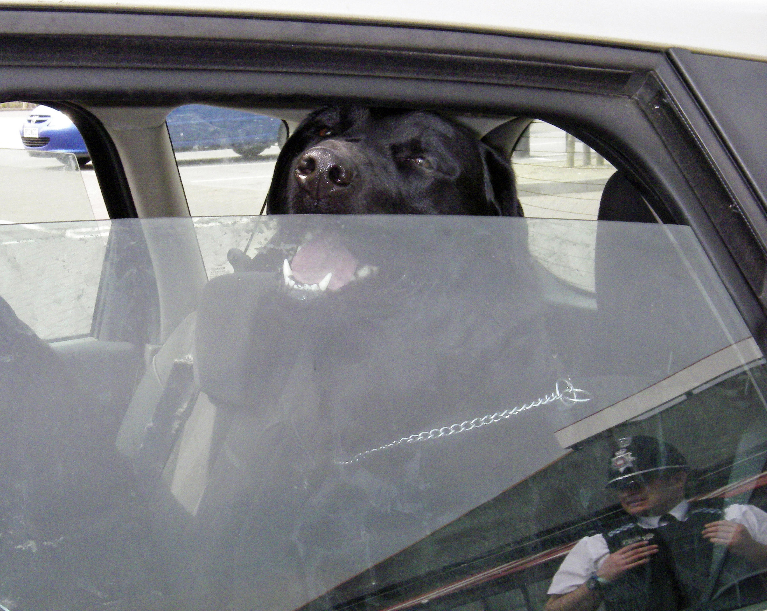 Vets and animal welfare charities issue Dogs Die in Hot Cars reminder as temperatures soar across England Image