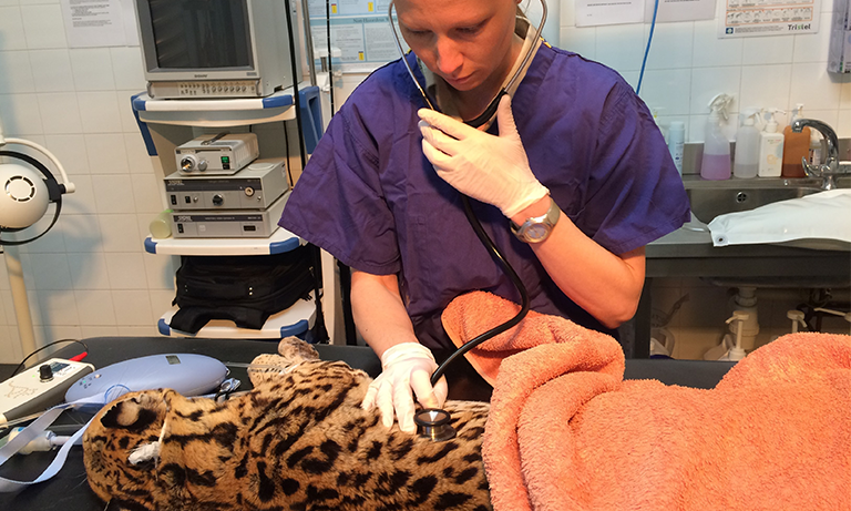 When your patient is a tiger, not a moggy - antimicrobial stewardship in zoos  Image