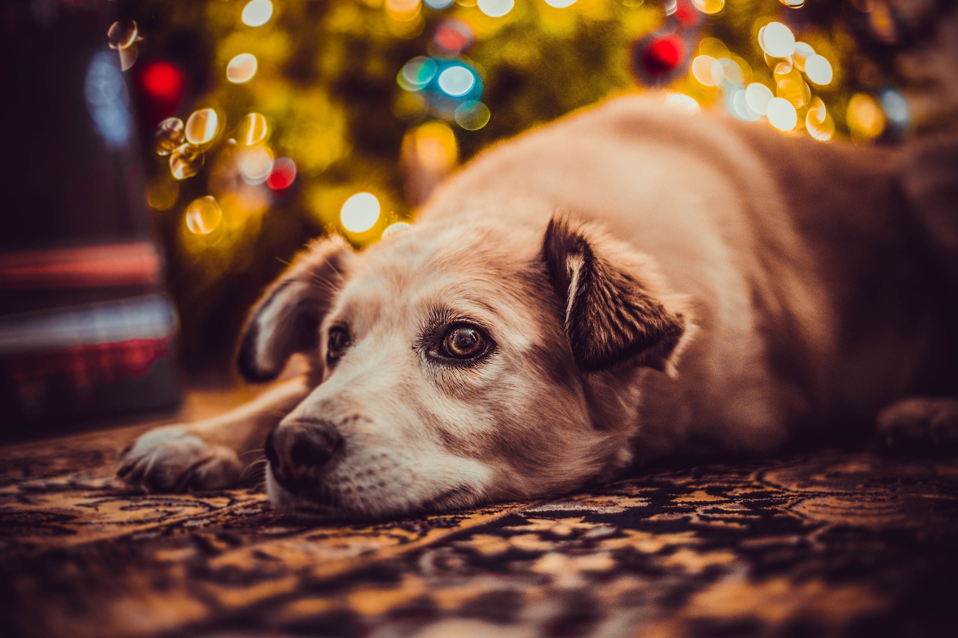 Avoid these festive pet perils for a calmer Christmas, warn UK vets Image