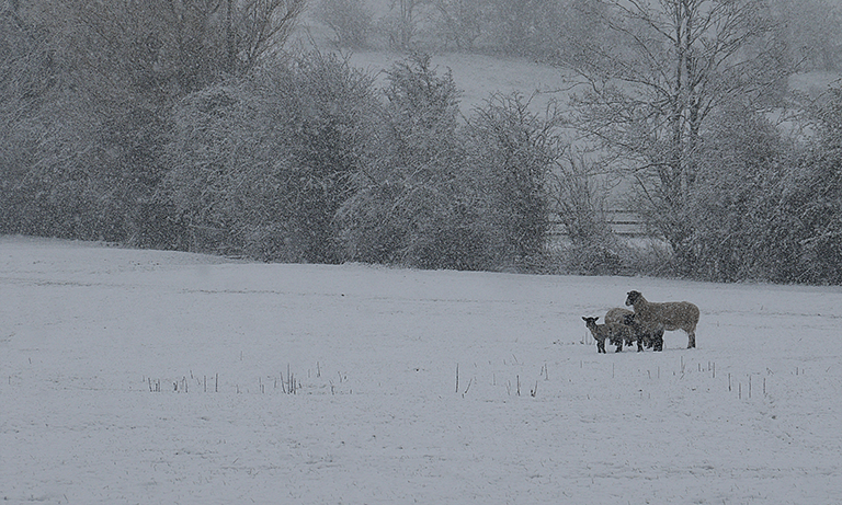 Plunging temperatures and snow flurries prompt pet safety warning from vets Image