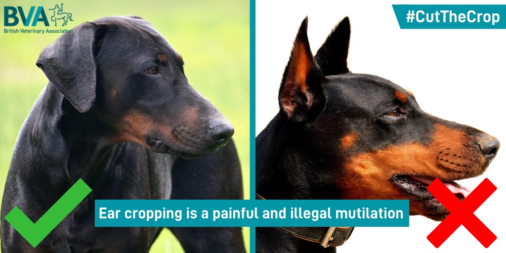 Victory for #CutTheCrop and #FlopNotCrop campaigns as government’s Action Plan for Animal Welfare promises action on imports of dogs with cropped ears Image