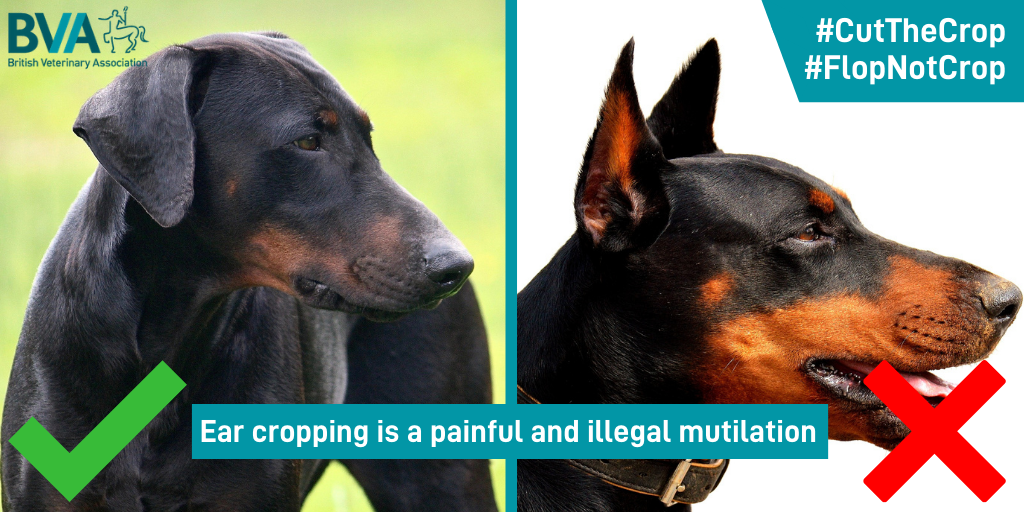 Leading vets back petition calling for an end to cruel ear cropping practice Image