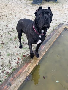 Jess - dog with cropped ears