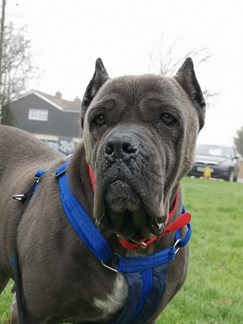 Blue - dog with cropped ears