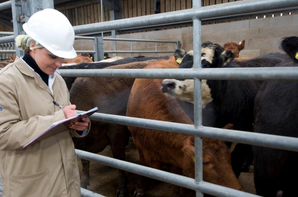 Vets react as government shifts timetable for import checks Image