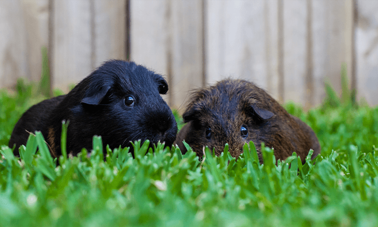 Five things all guinea pig owners should know Image