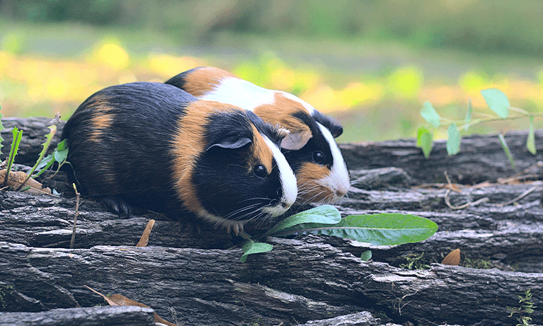 It’s Guinea Pig Awareness Wheeeeeekkkkkk! Image