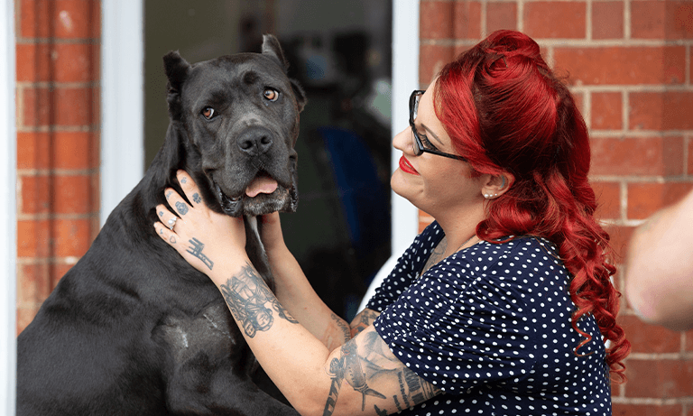 Kora the Cane Corso - butchered for fashion  Listing Image