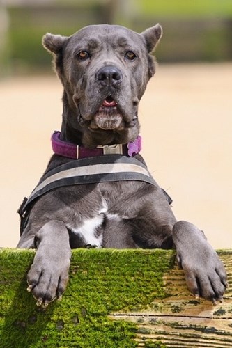 why do they crop cane corso ears