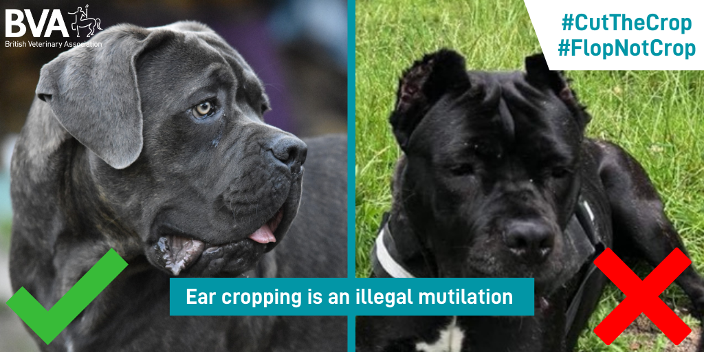 Vets call for legislative action as ear cropping petition crosses 100,000 milestone  Image