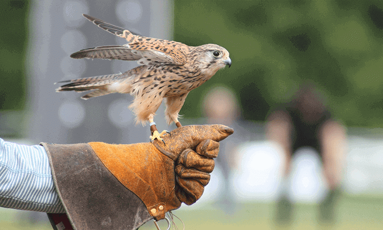 Falconry and Avian Influenza- a significant risk? Listing Image