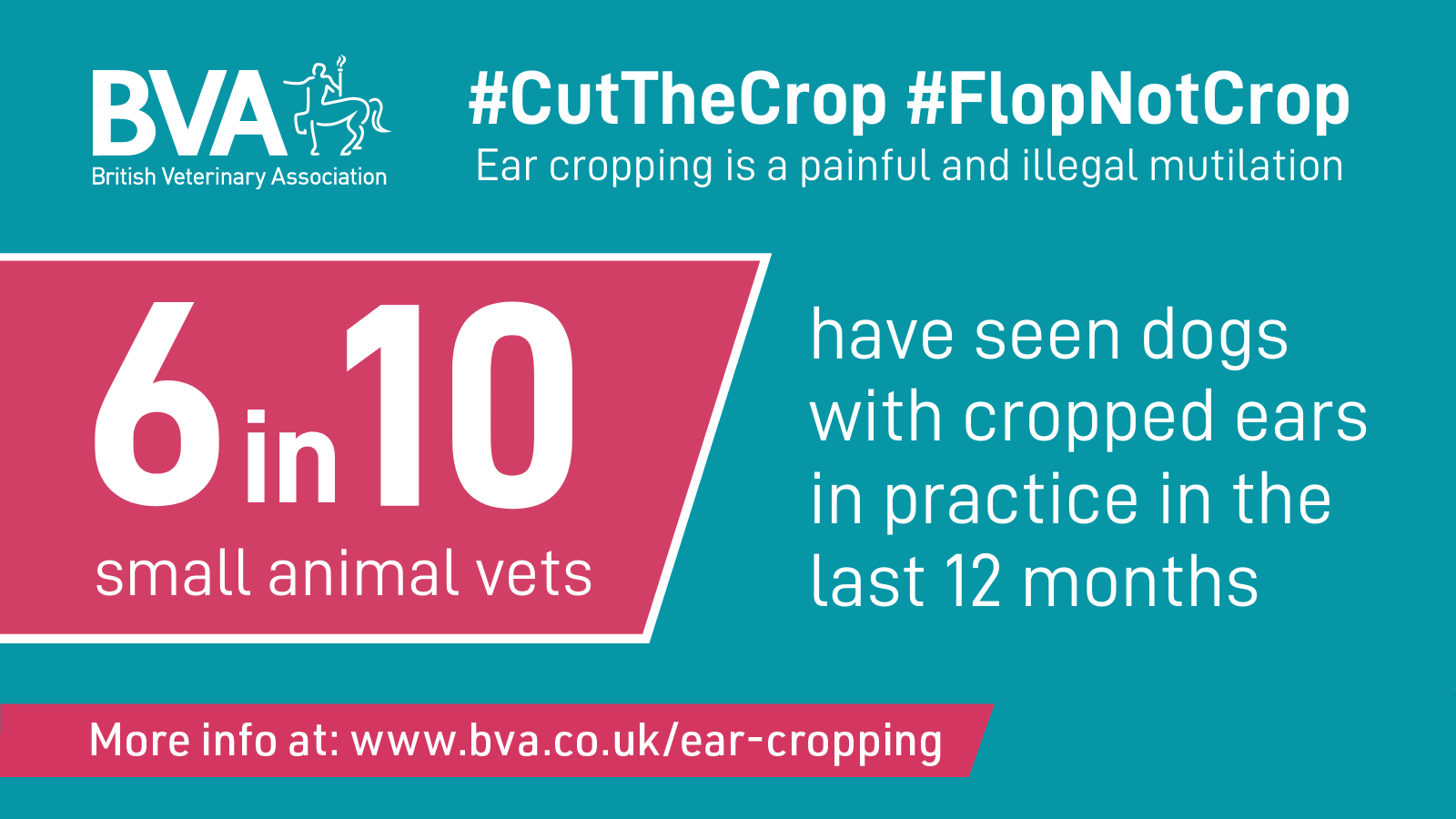 Urgent action is needed, say vets, as new statistics show dogs with illegal cropped ears are becoming more common  Image