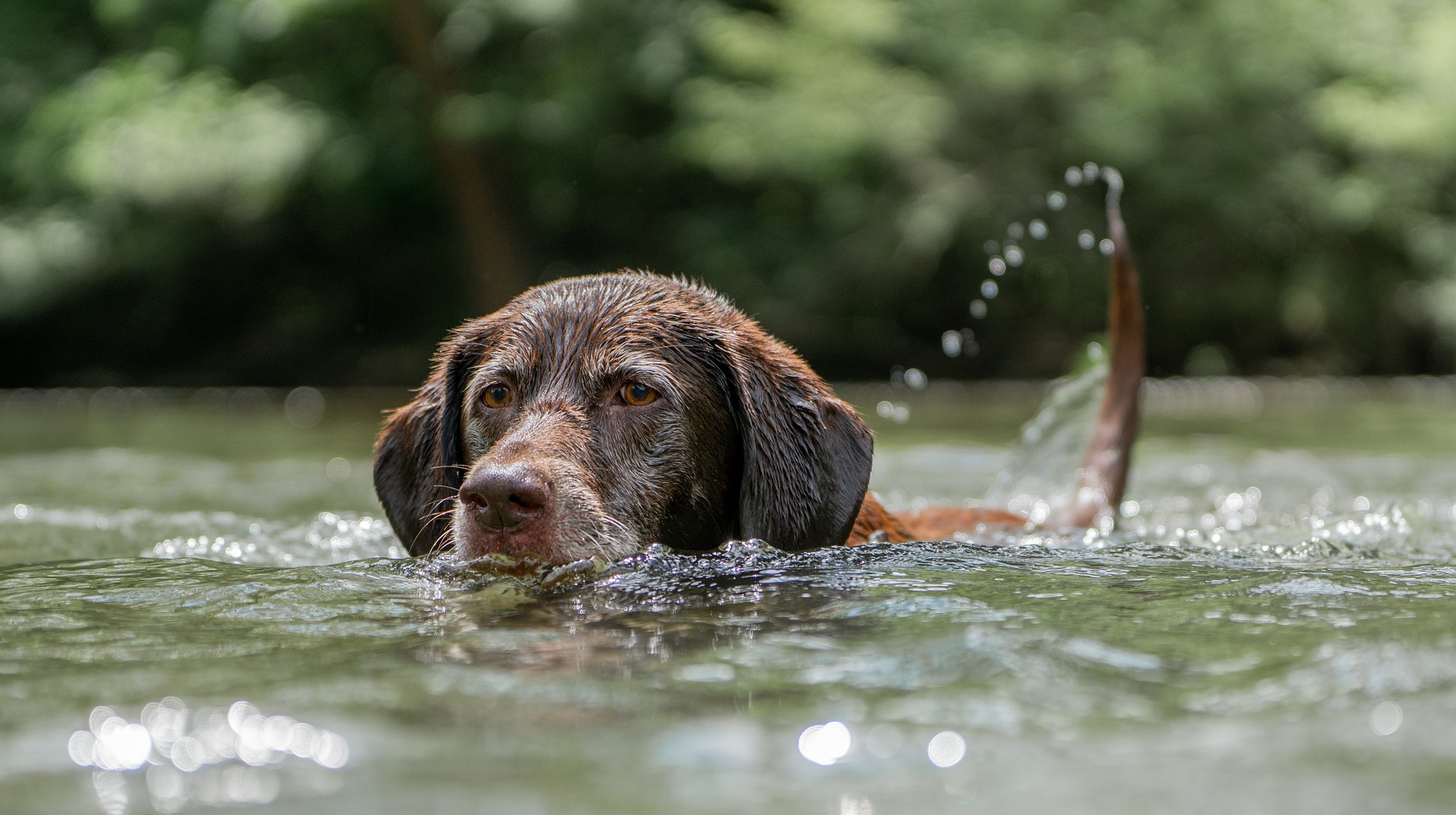 Warm weather conditions spark vet warning about deadly blue-green algae in water bodies Image