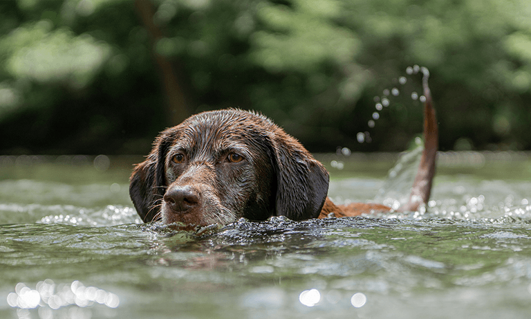 ‘Keep dogs on a lead around rivers and ponds’- Vets issue seasonal warning about deadly blue-green algae risks  Image