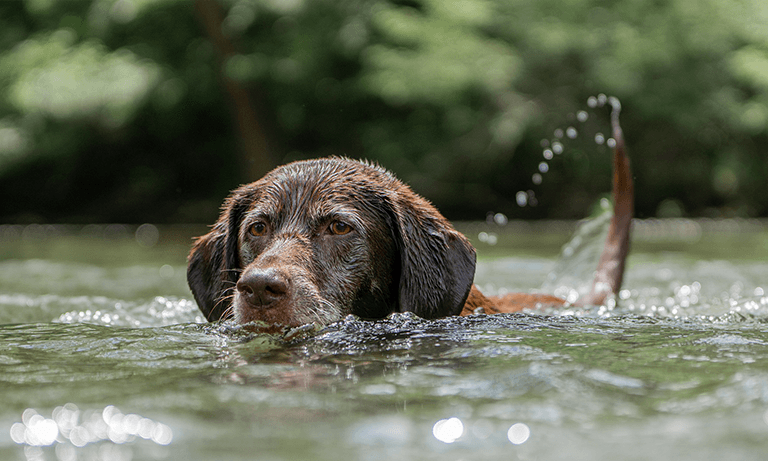 Warm weather conditions spark vet warning about deadly blue-green algae in water bodies Image