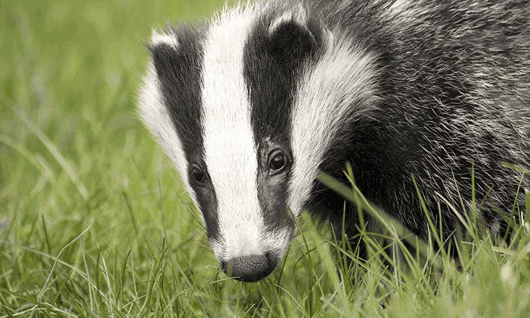 Collecting badgers in Wales….why bother? Image