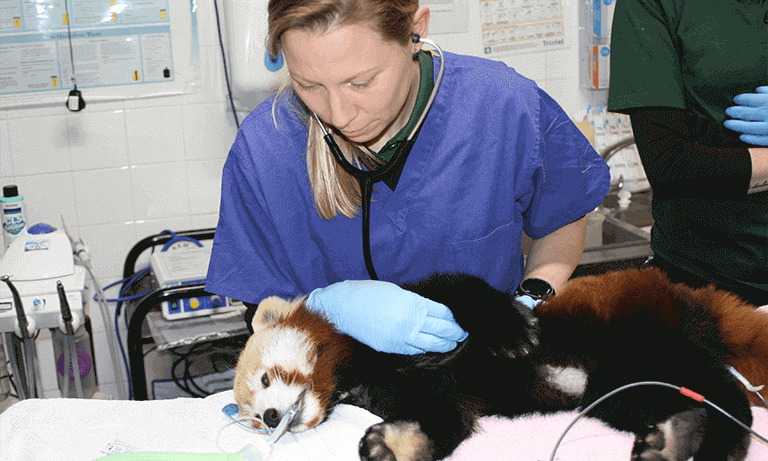 Meet BVA President Justine Shotton - Zoo and wildlife vet Image