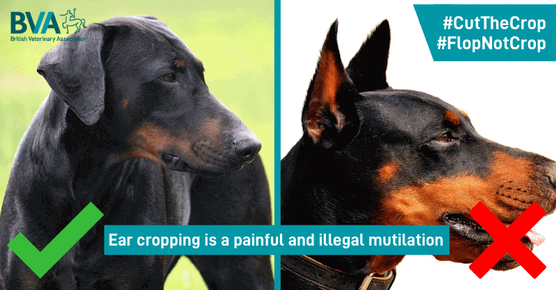 Major UK retailers remove ear cropping kits from sale after vet pushback Image