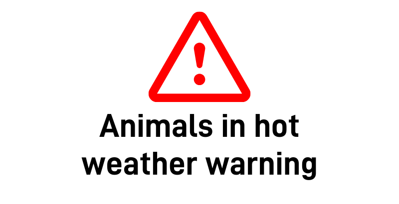 Keep pets safe as temperatures set to rise to 30 degrees Image