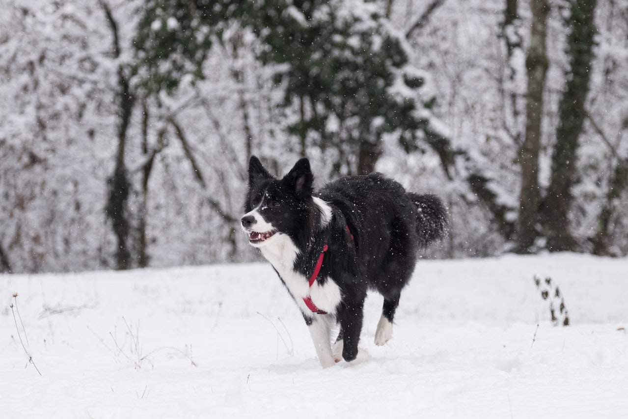 Vets warn pet owners to protect animals from toxic grit and other winter hazards as temperatures plunge Image