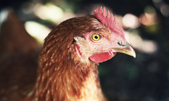 Avian Influenza Image