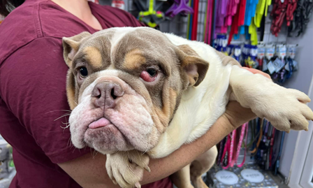 Bulldog with cherry eye