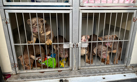 Bulldog puppies in cage