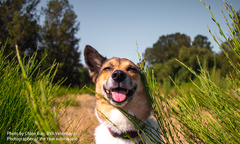 BVA’s 2023 Veterinary Photographer of the Year competition now open Image