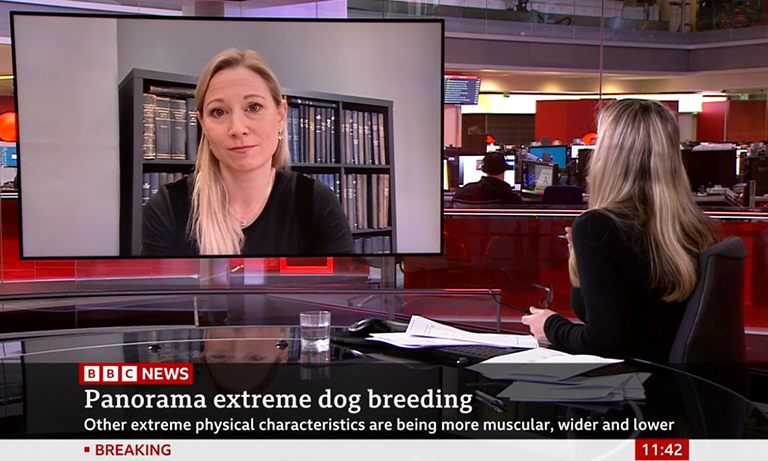 Vets respond to shocking BBC Panorama investigation: Dogs, Dealers and Organised Crime Image