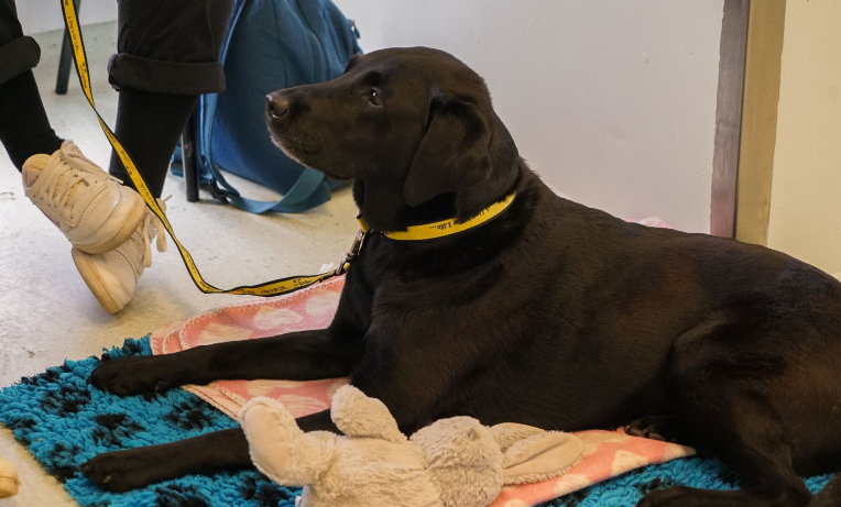 Five ways you can help make your practice more dog-friendly  Image