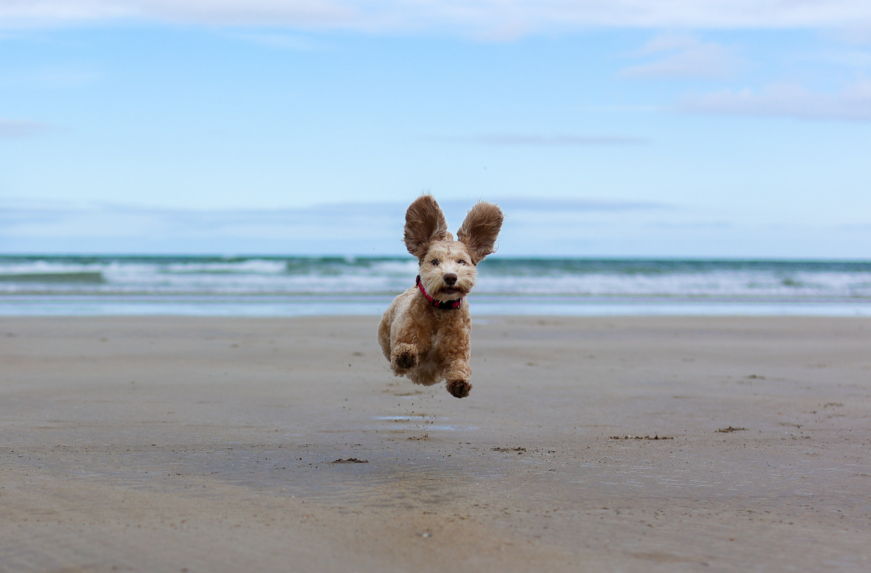 ‘People’s Choice’ winner of BVA Veterinary Photographer of the Year revealed Image